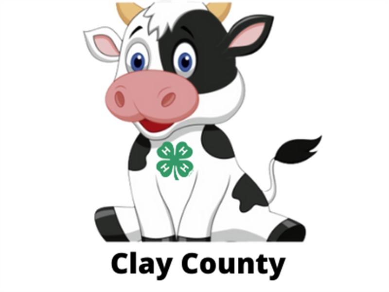 Clay County Fair logo of a cow with a 4-H Clover