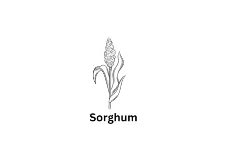 Sorghum