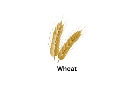 Wheat